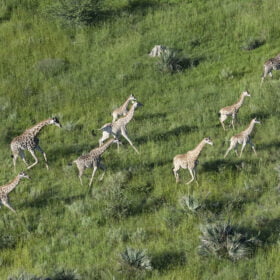 Botswana – Giraf