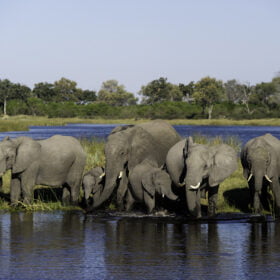 Botswana – Okavanga Olifanten