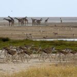 Namibie-dieren-Etosha