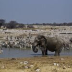 Namibie-olifant-Etosha_ Drinkplaats met dieren in Etosha