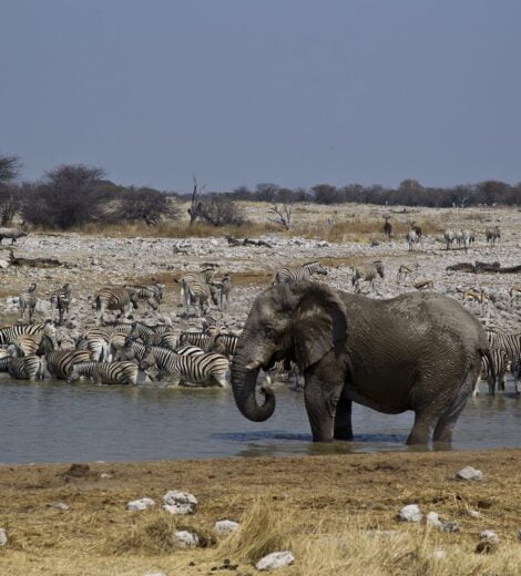 Drinkplaats met dieren in Etosha