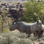 Namibie-woestijnneushoorn