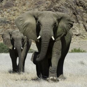 Namibie-woestijnolifant